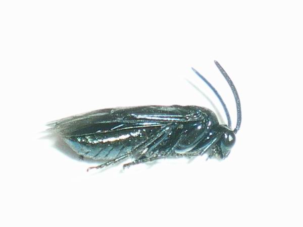 Tentredine? No. Arge sp.